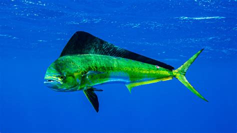 Mahi mahi dolphin - Identification. The Mahi Mahi has an elongate compressed body and a forked tail. Its long-based dorsal fin starts above or slightly behind the eyes. The species is usually metallic …